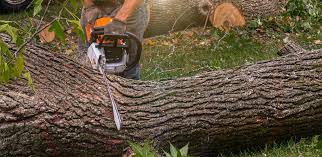 Best Root Management and Removal  in Yeadon, PA