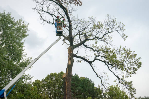 Best Storm Damage Tree Cleanup  in Yeadon, PA